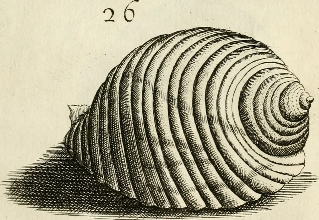 An illustration from Recreatio mentis, et oculi in observatione animalium testaceorum Italico sermone primum proposita ... nunc ... Latine oblata centum additis testaceorum iconibus .., 1684, leaf 389
