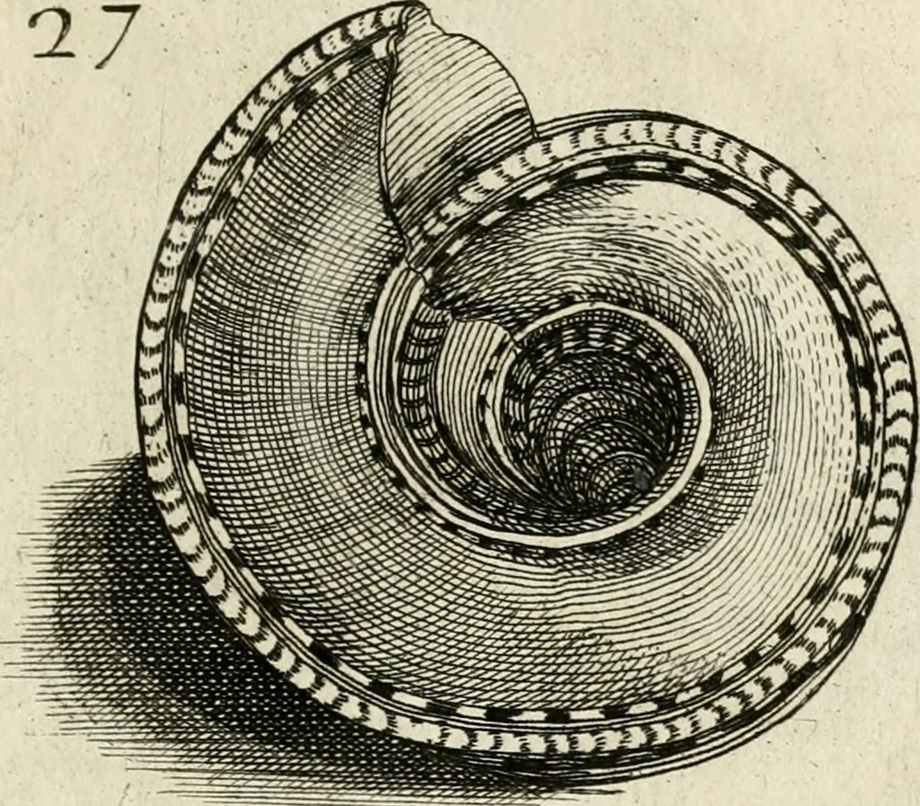 An illustration from Recreatio mentis, et oculi in observatione animalium testaceorum Italico sermone primum proposita ... nunc ... Latine oblata centum additis testaceorum iconibus .., 1684, leaf 391