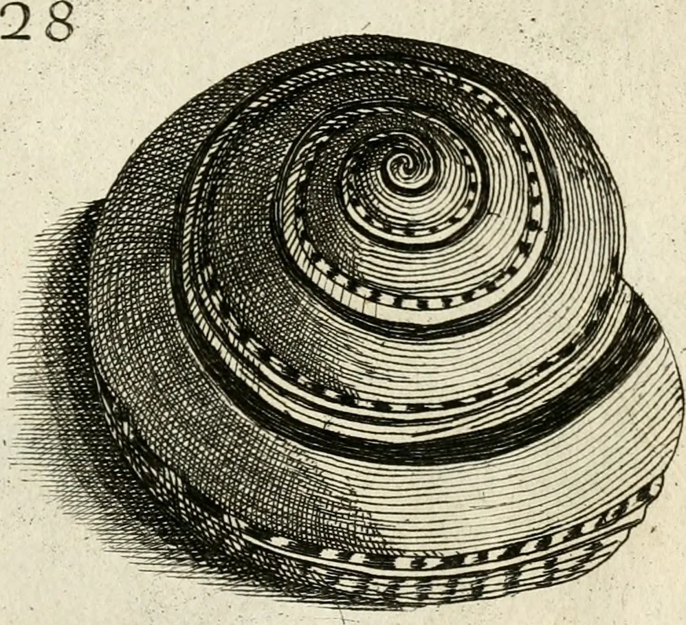 An illustration from Recreatio mentis, et oculi in observatione animalium testaceorum Italico sermone primum proposita ... nunc ... Latine oblata centum additis testaceorum iconibus .., 1684, leaf 391