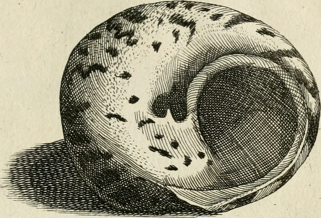 An illustration from Recreatio mentis, et oculi in observatione animalium testaceorum Italico sermone primum proposita ... nunc ... Latine oblata centum additis testaceorum iconibus .., 1684, leaf 393
