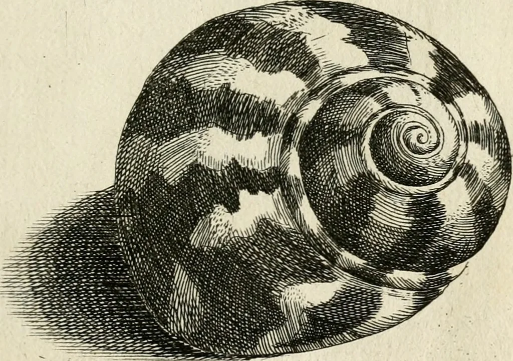 An illustration from Recreatio mentis, et oculi in observatione animalium testaceorum Italico sermone primum proposita ... nunc ... Latine oblata centum additis testaceorum iconibus .., 1684, leaf 393