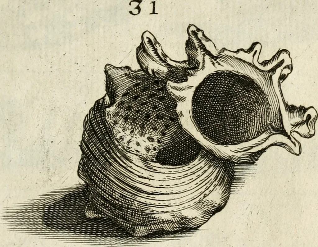 An illustration from Recreatio mentis, et oculi in observatione animalium testaceorum Italico sermone primum proposita ... nunc ... Latine oblata centum additis testaceorum iconibus .., 1684, leaf 395