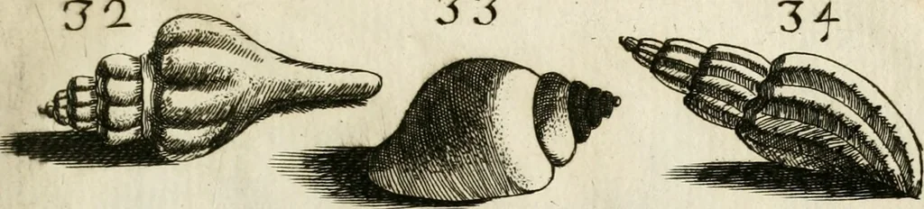 An illustration from Recreatio mentis, et oculi in observatione animalium testaceorum Italico sermone primum proposita ... nunc ... Latine oblata centum additis testaceorum iconibus .., 1684, leaf 397