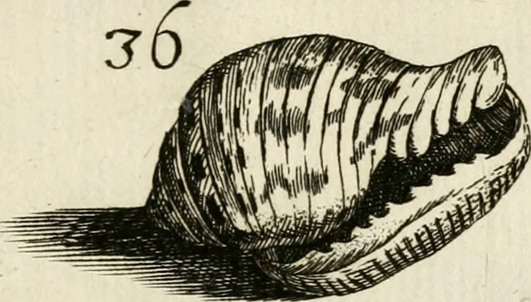 An illustration from Recreatio mentis, et oculi in observatione animalium testaceorum Italico sermone primum proposita ... nunc ... Latine oblata centum additis testaceorum iconibus .., 1684, leaf 397