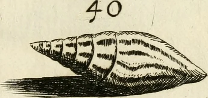 An illustration from Recreatio mentis, et oculi in observatione animalium testaceorum Italico sermone primum proposita ... nunc ... Latine oblata centum additis testaceorum iconibus .., 1684, leaf 397