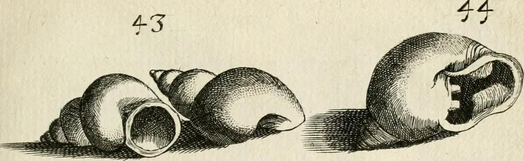 An illustration from Recreatio mentis, et oculi in observatione animalium testaceorum Italico sermone primum proposita ... nunc ... Latine oblata centum additis testaceorum iconibus .., 1684, leaf 399