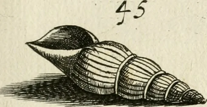An illustration from Recreatio mentis, et oculi in observatione animalium testaceorum Italico sermone primum proposita ... nunc ... Latine oblata centum additis testaceorum iconibus .., 1684, leaf 399