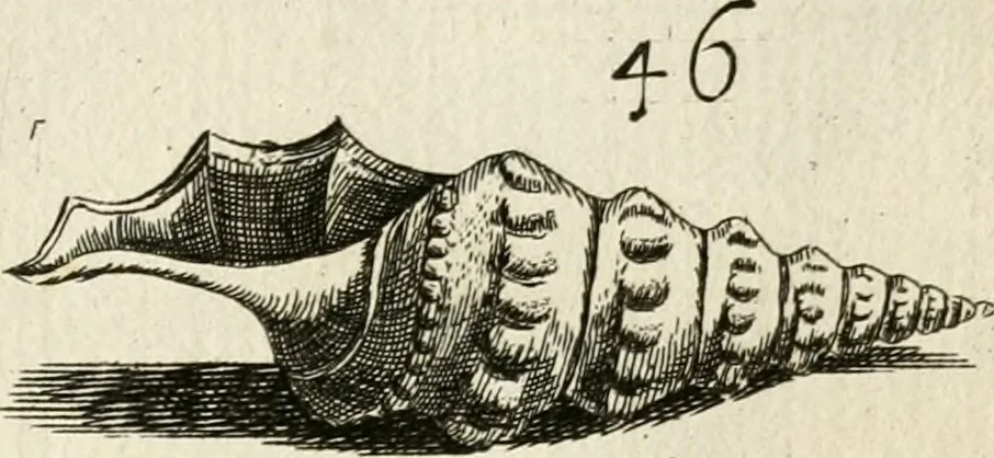 An illustration from Recreatio mentis, et oculi in observatione animalium testaceorum Italico sermone primum proposita ... nunc ... Latine oblata centum additis testaceorum iconibus .., 1684, leaf 399