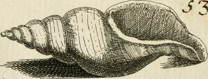 An illustration from Recreatio mentis, et oculi in observatione animalium testaceorum Italico sermone primum proposita ... nunc ... Latine oblata centum additis testaceorum iconibus .., 1684, leaf 401