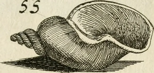An illustration from Recreatio mentis, et oculi in observatione animalium testaceorum Italico sermone primum proposita ... nunc ... Latine oblata centum additis testaceorum iconibus .., 1684, leaf 401