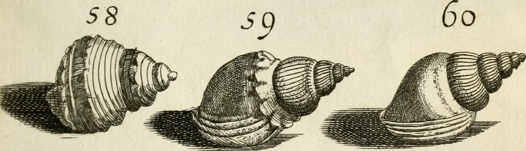 An illustration from Recreatio mentis, et oculi in observatione animalium testaceorum Italico sermone primum proposita ... nunc ... Latine oblata centum additis testaceorum iconibus .., 1684, leaf 401
