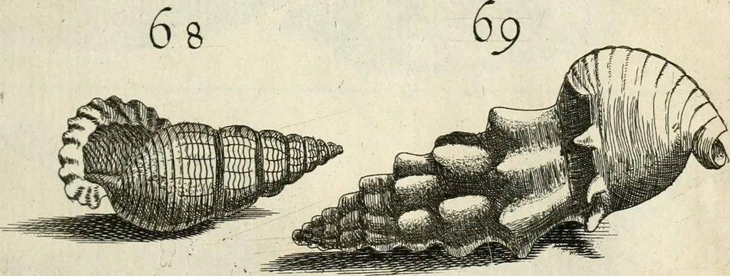 An illustration from Recreatio mentis, et oculi in observatione animalium testaceorum Italico sermone primum proposita ... nunc ... Latine oblata centum additis testaceorum iconibus .., 1684, leaf 403