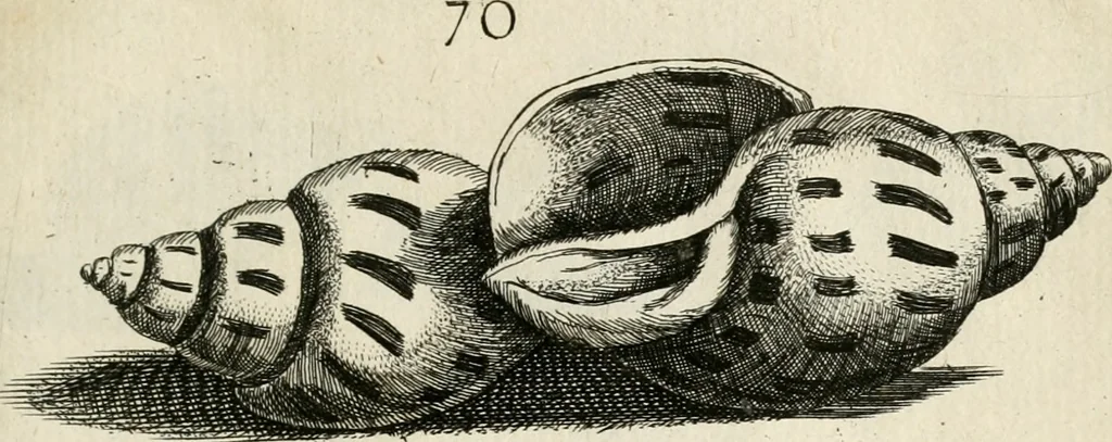 An illustration from Recreatio mentis, et oculi in observatione animalium testaceorum Italico sermone primum proposita ... nunc ... Latine oblata centum additis testaceorum iconibus .., 1684, leaf 405
