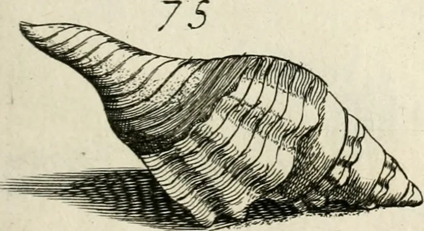 An illustration from Recreatio mentis, et oculi in observatione animalium testaceorum Italico sermone primum proposita ... nunc ... Latine oblata centum additis testaceorum iconibus .., 1684, leaf 405