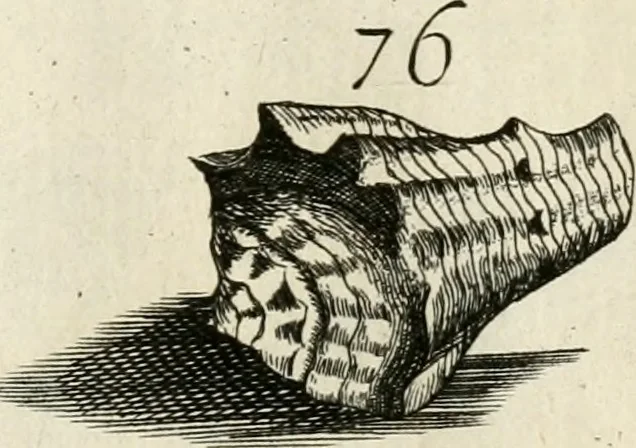 An illustration from Recreatio mentis, et oculi in observatione animalium testaceorum Italico sermone primum proposita ... nunc ... Latine oblata centum additis testaceorum iconibus .., 1684, leaf 405