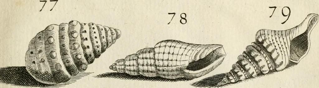 An illustration from Recreatio mentis, et oculi in observatione animalium testaceorum Italico sermone primum proposita ... nunc ... Latine oblata centum additis testaceorum iconibus .., 1684, leaf 407