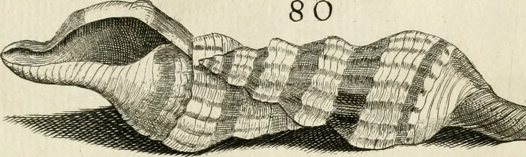 An illustration from Recreatio mentis, et oculi in observatione animalium testaceorum Italico sermone primum proposita ... nunc ... Latine oblata centum additis testaceorum iconibus .., 1684, leaf 407