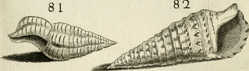 An illustration from Recreatio mentis, et oculi in observatione animalium testaceorum Italico sermone primum proposita ... nunc ... Latine oblata centum additis testaceorum iconibus .., 1684, leaf 407