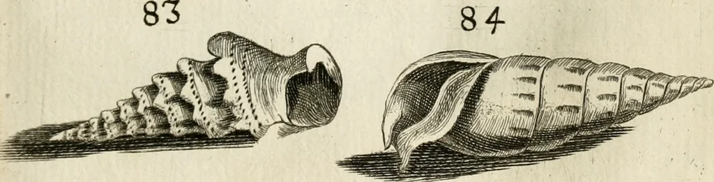 An illustration from Recreatio mentis, et oculi in observatione animalium testaceorum Italico sermone primum proposita ... nunc ... Latine oblata centum additis testaceorum iconibus .., 1684, leaf 407