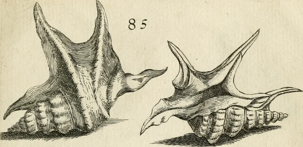 An illustration from Recreatio mentis, et oculi in observatione animalium testaceorum Italico sermone primum proposita ... nunc ... Latine oblata centum additis testaceorum iconibus .., 1684, leaf 409