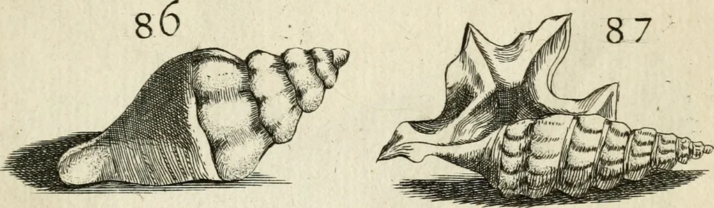 An illustration from Recreatio mentis, et oculi in observatione animalium testaceorum Italico sermone primum proposita ... nunc ... Latine oblata centum additis testaceorum iconibus .., 1684, leaf 409