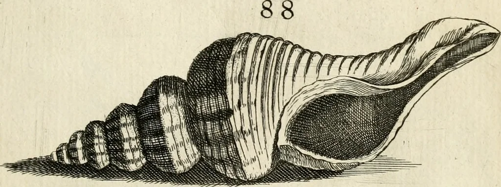 An illustration from Recreatio mentis, et oculi in observatione animalium testaceorum Italico sermone primum proposita ... nunc ... Latine oblata centum additis testaceorum iconibus .., 1684, leaf 409