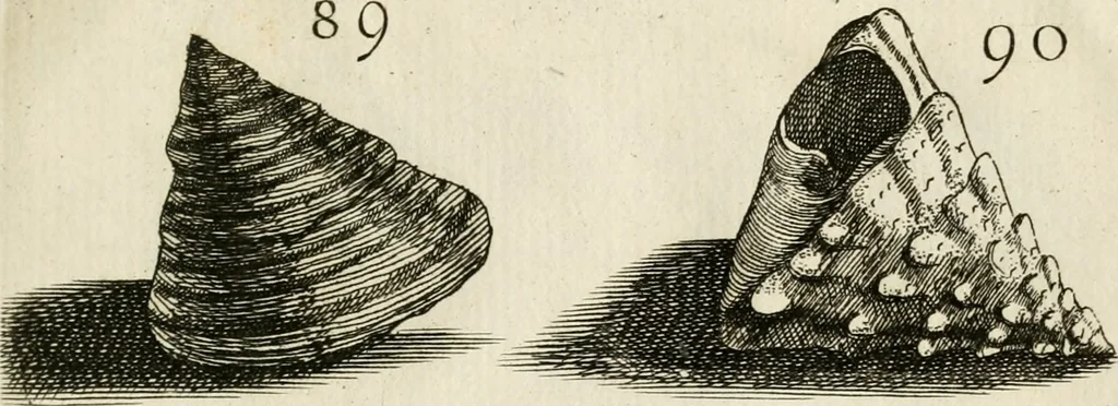 An illustration from Recreatio mentis, et oculi in observatione animalium testaceorum Italico sermone primum proposita ... nunc ... Latine oblata centum additis testaceorum iconibus .., 1684, leaf 411