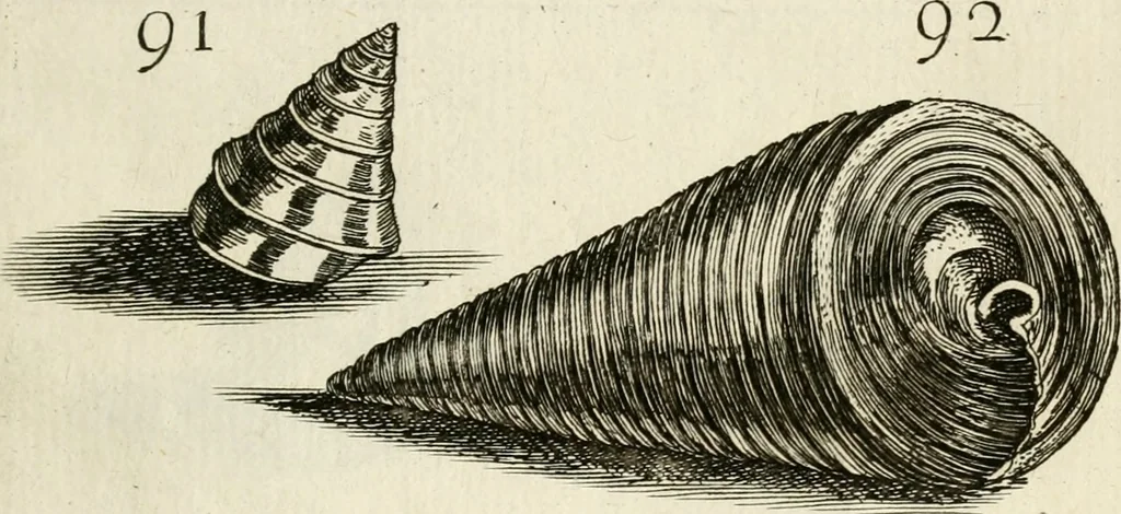 An illustration from Recreatio mentis, et oculi in observatione animalium testaceorum Italico sermone primum proposita ... nunc ... Latine oblata centum additis testaceorum iconibus .., 1684, leaf 411