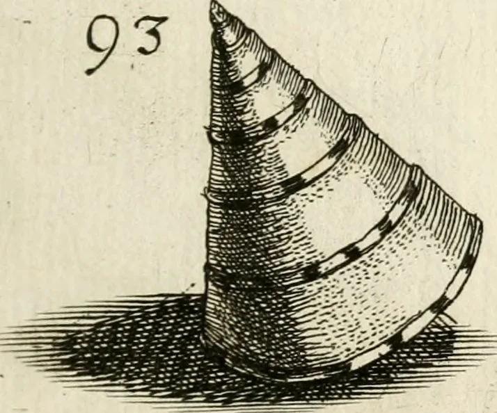An illustration from Recreatio mentis, et oculi in observatione animalium testaceorum Italico sermone primum proposita ... nunc ... Latine oblata centum additis testaceorum iconibus .., 1684, leaf 411