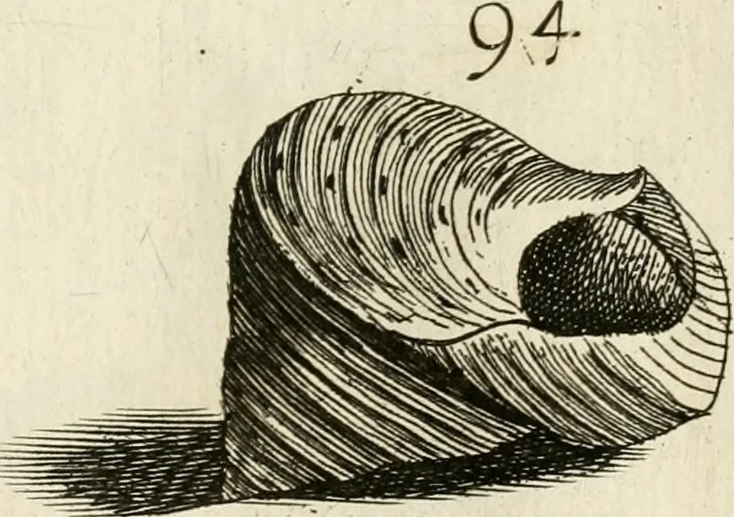 An illustration from Recreatio mentis, et oculi in observatione animalium testaceorum Italico sermone primum proposita ... nunc ... Latine oblata centum additis testaceorum iconibus .., 1684, leaf 411