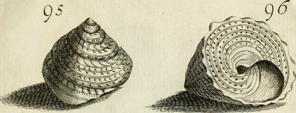 An illustration from Recreatio mentis, et oculi in observatione animalium testaceorum Italico sermone primum proposita ... nunc ... Latine oblata centum additis testaceorum iconibus .., 1684, leaf 413