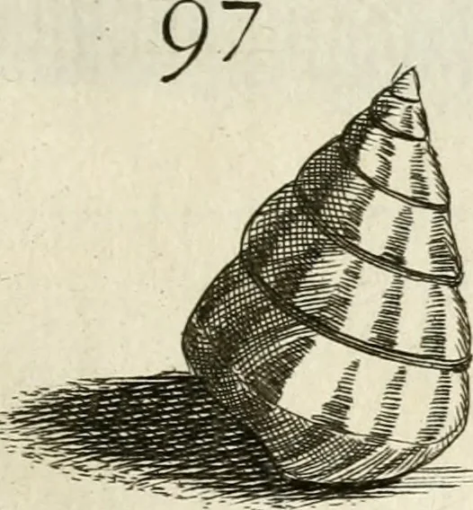 An illustration from Recreatio mentis, et oculi in observatione animalium testaceorum Italico sermone primum proposita ... nunc ... Latine oblata centum additis testaceorum iconibus .., 1684, leaf 413