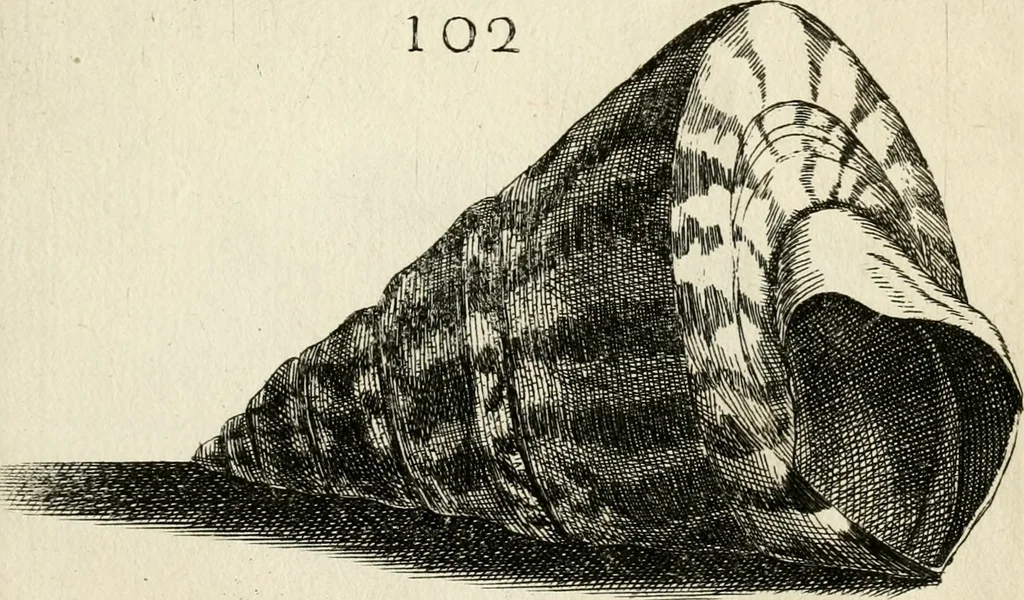 An illustration from Recreatio mentis, et oculi in observatione animalium testaceorum Italico sermone primum proposita ... nunc ... Latine oblata centum additis testaceorum iconibus .., 1684, leaf 415