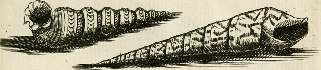 An illustration from Recreatio mentis, et oculi in observatione animalium testaceorum Italico sermone primum proposita ... nunc ... Latine oblata centum additis testaceorum iconibus .., 1684, leaf 419