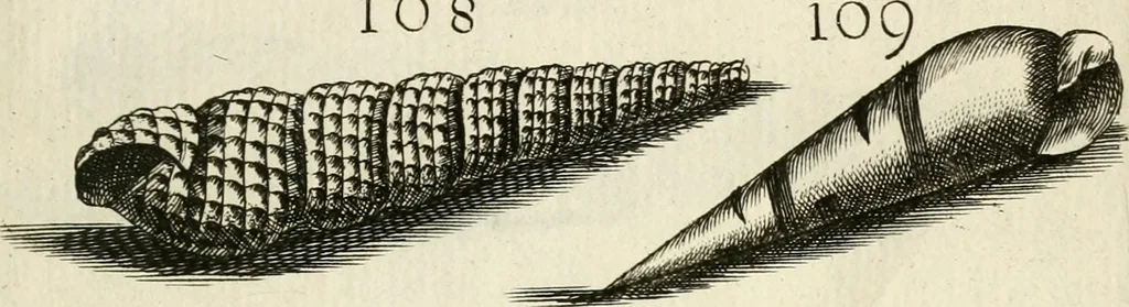 An illustration from Recreatio mentis, et oculi in observatione animalium testaceorum Italico sermone primum proposita ... nunc ... Latine oblata centum additis testaceorum iconibus .., 1684, leaf 419