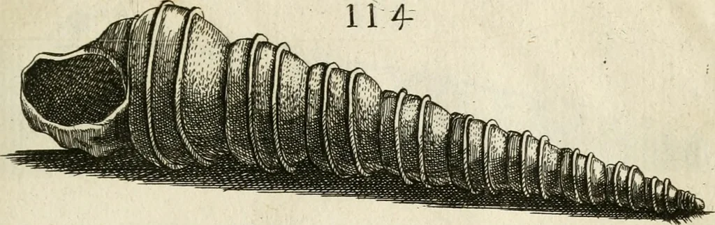 An illustration from Recreatio mentis, et oculi in observatione animalium testaceorum Italico sermone primum proposita ... nunc ... Latine oblata centum additis testaceorum iconibus .., 1684, leaf 421