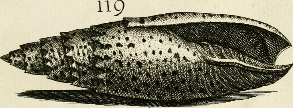 An illustration from Recreatio mentis, et oculi in observatione animalium testaceorum Italico sermone primum proposita ... nunc ... Latine oblata centum additis testaceorum iconibus .., 1684, leaf 423