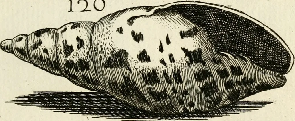 An illustration from Recreatio mentis, et oculi in observatione animalium testaceorum Italico sermone primum proposita ... nunc ... Latine oblata centum additis testaceorum iconibus .., 1684, leaf 423