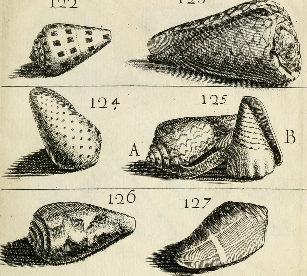 An illustration from Recreatio mentis, et oculi in observatione animalium testaceorum Italico sermone primum proposita ... nunc ... Latine oblata centum additis testaceorum iconibus .., 1684, leaf 425