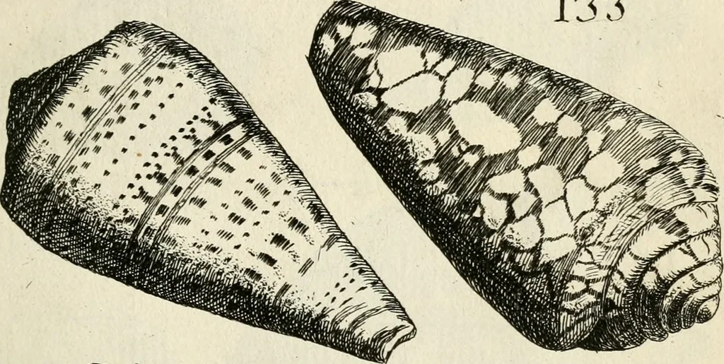 An illustration from Recreatio mentis, et oculi in observatione animalium testaceorum Italico sermone primum proposita ... nunc ... Latine oblata centum additis testaceorum iconibus .., 1684, leaf 427