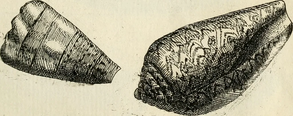 An illustration from Recreatio mentis, et oculi in observatione animalium testaceorum Italico sermone primum proposita ... nunc ... Latine oblata centum additis testaceorum iconibus .., 1684, leaf 427