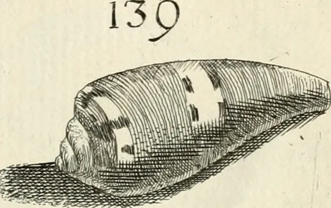 An illustration from Recreatio mentis, et oculi in observatione animalium testaceorum Italico sermone primum proposita ... nunc ... Latine oblata centum additis testaceorum iconibus .., 1684, leaf 429