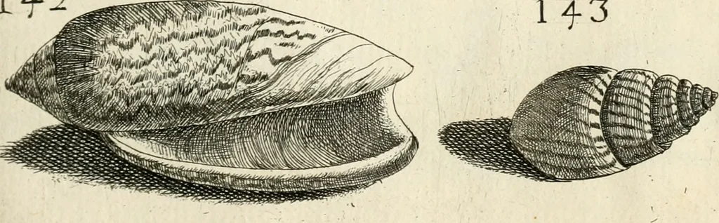 An illustration from Recreatio mentis, et oculi in observatione animalium testaceorum Italico sermone primum proposita ... nunc ... Latine oblata centum additis testaceorum iconibus .., 1684, leaf 429