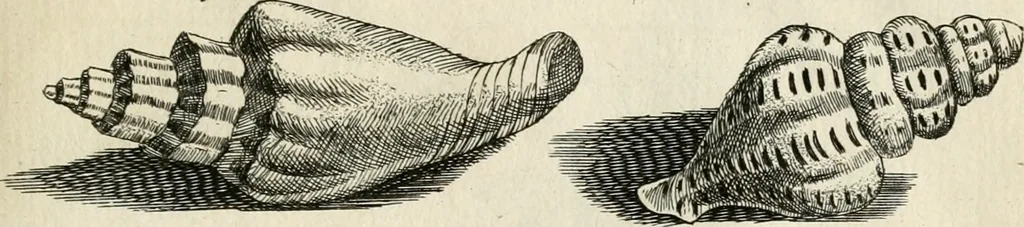 An illustration from Recreatio mentis, et oculi in observatione animalium testaceorum Italico sermone primum proposita ... nunc ... Latine oblata centum additis testaceorum iconibus .., 1684, leaf 431