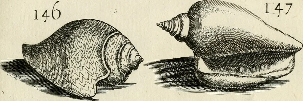An illustration from Recreatio mentis, et oculi in observatione animalium testaceorum Italico sermone primum proposita ... nunc ... Latine oblata centum additis testaceorum iconibus .., 1684, leaf 431