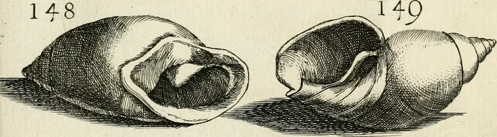 An illustration from Recreatio mentis, et oculi in observatione animalium testaceorum Italico sermone primum proposita ... nunc ... Latine oblata centum additis testaceorum iconibus .., 1684, leaf 431