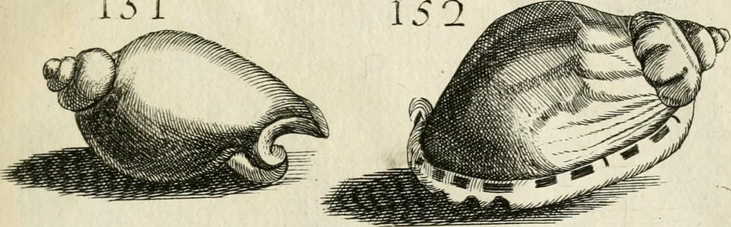 An illustration from Recreatio mentis, et oculi in observatione animalium testaceorum Italico sermone primum proposita ... nunc ... Latine oblata centum additis testaceorum iconibus .., 1684, leaf 433
