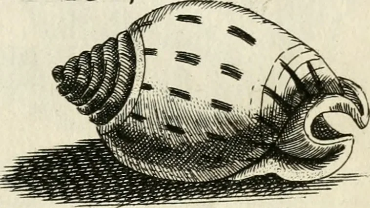 An illustration from Recreatio mentis, et oculi in observatione animalium testaceorum Italico sermone primum proposita ... nunc ... Latine oblata centum additis testaceorum iconibus .., 1684, leaf 433