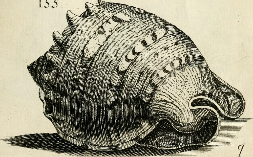 An illustration from Recreatio mentis, et oculi in observatione animalium testaceorum Italico sermone primum proposita ... nunc ... Latine oblata centum additis testaceorum iconibus .., 1684, leaf 433