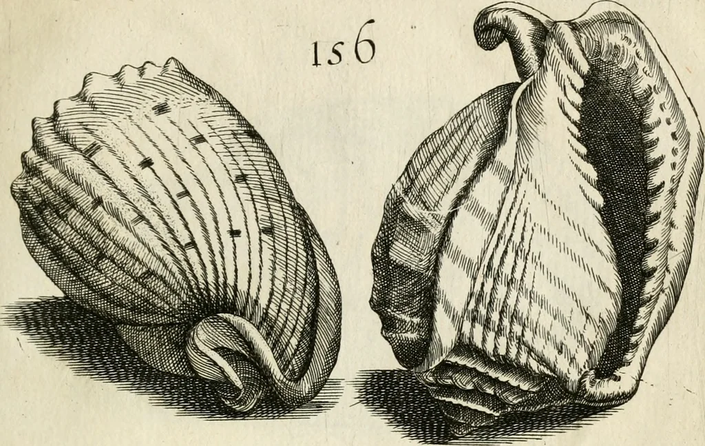 An illustration from Recreatio mentis, et oculi in observatione animalium testaceorum Italico sermone primum proposita ... nunc ... Latine oblata centum additis testaceorum iconibus .., 1684, leaf 435
